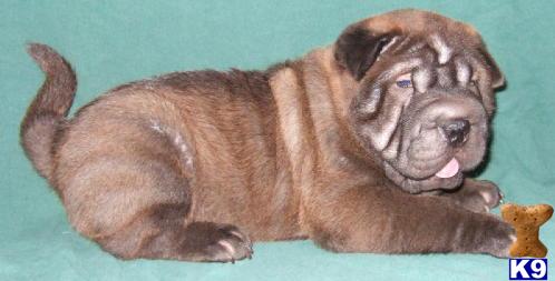 Chinese Shar-Pei Puppies